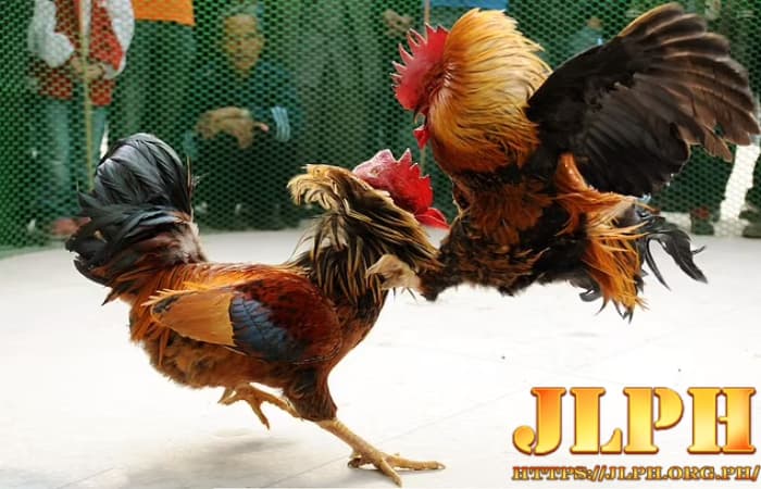 cpc3 live cockfighting jlph 08