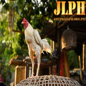 cpc3 live cockfighting jlph avatar